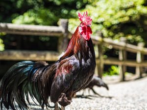 石上神宮で金運アップ