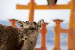 厳島神社で金運アップ