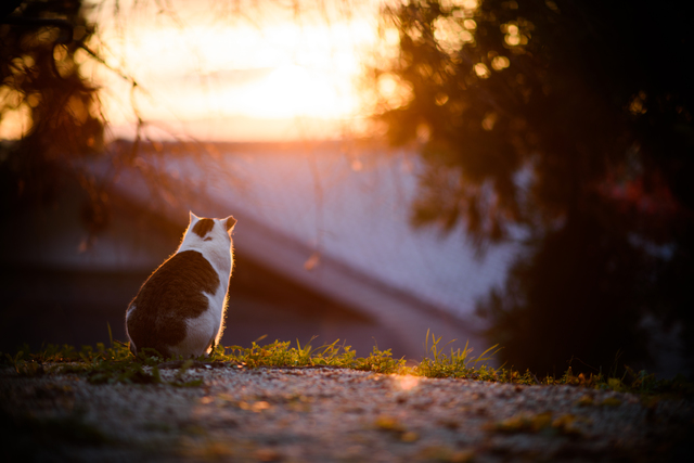 夕焼けを見る猫